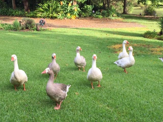 Maleny Lake Cottages المظهر الخارجي الصورة