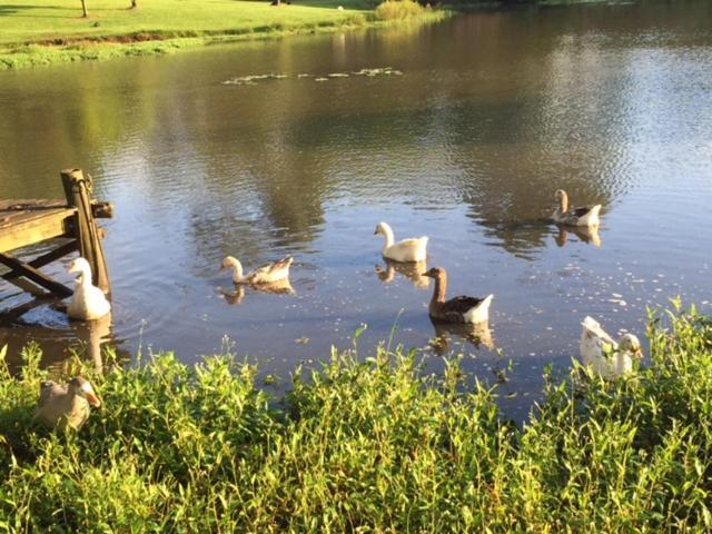 Maleny Lake Cottages المظهر الخارجي الصورة